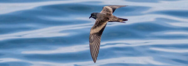 17 especies de aves marinas se ven afectadas por la contaminación lumínica en Chile